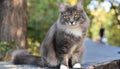 Grey and white cat itting in front of white background