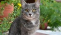 Grey and white cat itting in front of white background