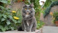 Grey and white cat itting in front of white background