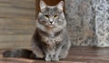 Grey and white cat itting in front of white background