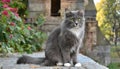 Grey and white cat itting in front of white background