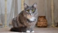 Grey and white cat itting in front of white background