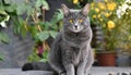 Grey and white cat itting in front of white background