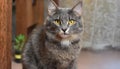 Grey and white cat itting in front of white background