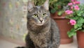 Grey and white cat itting in front of white background