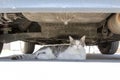 Grey and white cat laying under car