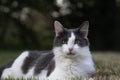 A grey and white cat resting Royalty Free Stock Photo