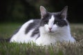 A grey and white cat resting Royalty Free Stock Photo