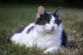 A grey and white cat resting Royalty Free Stock Photo