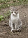Grey and White Cat Sitting on the Ground with a Straight Gaze Royalty Free Stock Photo