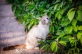 Grey-white cat Royalty Free Stock Photo