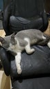 Grey and white cat sleeping on office chair Royalty Free Stock Photo