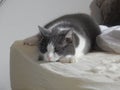 A grey and white cat sleeps