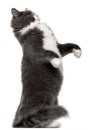 Grey and white cat standing on hind legs