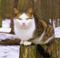 Grey white cat with yellow eyes sits on stump Royalty Free Stock Photo