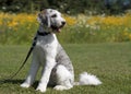 Grey and White Dog on leash in park