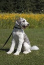 Grey and White Dog on leash in park