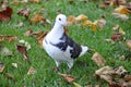 Grey and white dove walks among the falling autumn leaves