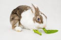 Grey and white dwarf rabbit with blue eyes bite in two green sappy dandelion leaf on white background