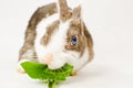 Grey and white dwarf rabbit with blue eyes eating green sappy dandelion leaf on white background