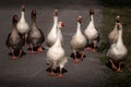 Grey white foie gras geese from a low point of view on a goose place in Ioannina Epirus Greece. Swarm of tame and wild geese Royalty Free Stock Photo