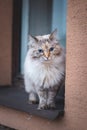 Grey and white four-legged princess of Ragdoll cat breed sitting in the window and basking in the sun. Cat lifestyle. Love for Royalty Free Stock Photo