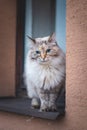 Grey and white four-legged princess of Ragdoll cat breed sitting in the window and basking in the sun. Cat lifestyle. Love for Royalty Free Stock Photo