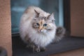 Grey and white four-legged princess of Ragdoll cat breed sitting in the window and basking in the sun. Cat lifestyle. Love for