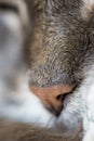 Fuzzy, grey cat nose in macro