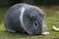 Grey and white Guinea pig or Cavy