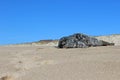 Grey and white harbor seal pup sunning on sandy coastal ocean beach Royalty Free Stock Photo