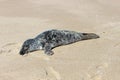 Grey and white harbor seal pup sunning on sandy coastal ocean beach Royalty Free Stock Photo