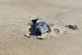 Grey and white harbor seal pup sunning on sandy coastal ocean beach Royalty Free Stock Photo