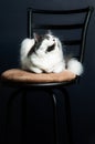 Cute housecat sitting on a kitchen stool looking up.