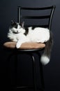 Housecat laying on a kitchen stool