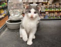 Grey White Kitten Cat Pet Store Cage Sitting Portrait Cute Pet Pets Royalty Free Stock Photo