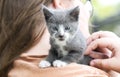 Grey and white kitten on girl`s shoulder, pet adoption photo Royalty Free Stock Photo