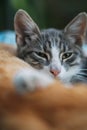 Grey white kitten looking at the camera with sleepy eyes. Tired furry fluffy baby cat in front of an orange tabby. Royalty Free Stock Photo