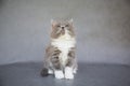 Grey and White Kitten Looking Up Royalty Free Stock Photo