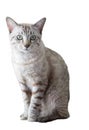 Grey white kitten male sit looking Royalty Free Stock Photo