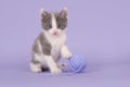 Grey and white kitten in purple