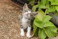 Sick Kitten Beside Mint Plant Royalty Free Stock Photo