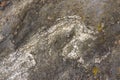 Grey and white Migmatite Royalty Free Stock Photo
