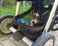 A grey and white mongrel dog in a pushchair. Dog is sitting in the basket under the buggy. Travel and living with animal concept Royalty Free Stock Photo