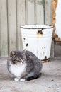 Grey and white, partially tabby cat siting on the ground near farm or countryside house, old damaged bucket behind him