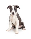 Grey and White Pit Bull Puppy Sitting Looking Royalty Free Stock Photo