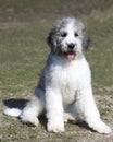 Grey and White Saint Berdoodle puppy sitting in grass