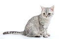 Grey white Scottish kitten posing Royalty Free Stock Photo