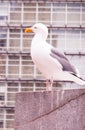 Grey and white seagull Royalty Free Stock Photo