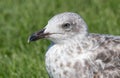 Grey and white seagull portrait against green grass background, looking left. Close up. Royalty Free Stock Photo